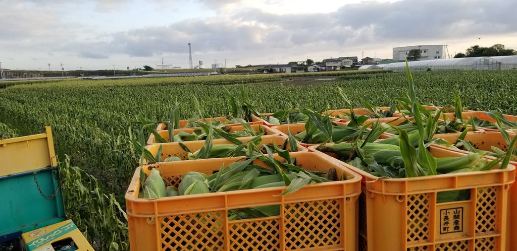 長崎県島原産!糖度18%の生とうもろこし