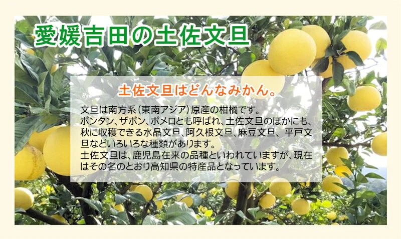 【フルーツ みかん 土佐文旦】愛媛県 愛南町 みかん果樹園 吉田農園樹上完熟栽培 吉田の土佐文旦 9kgB級品採りたてを農園から産地直送送料無料【ミカン 果実 ギフト 贈答品】