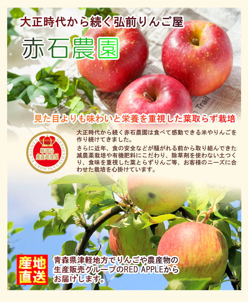 【フルーツ りんご 青森りんご 送料無料】青森県弘前市 赤石りんご園シナノゴールド 2.5kg(6玉~11玉)収穫時の鮮度を保つCA貯蔵りんご【リンゴ 果物 贈答品 ギフト】
