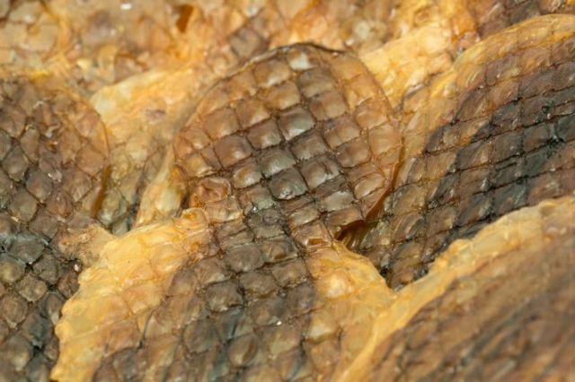 タコ丸干し 110g 約13枚