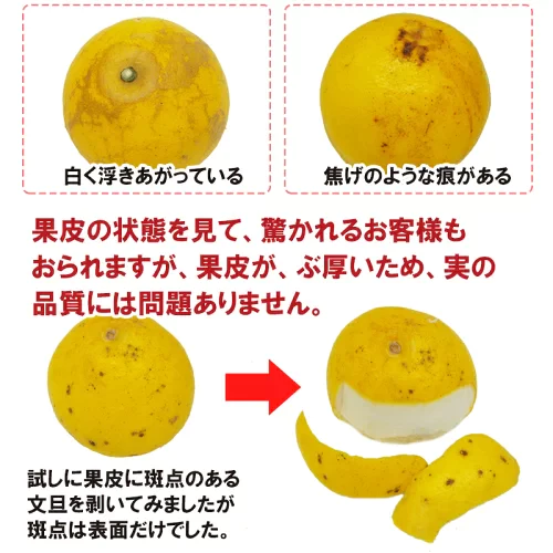 【 送料無料 】 大玉 限定 土佐 文旦 ★ 訳あり 土佐文旦( 露地 ) 10kg サイズ(価値ある・3L/4L(大玉)限定) わけあり 訳アリ フルーツ 【ご家庭用】(北海道・沖縄は別当送料が必要です) 文旦 母の日 ギフト 花以外