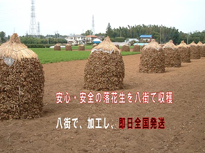 ネット初落花生甘納豆ジャンボおおまさり250g 千葉県産八街落花生