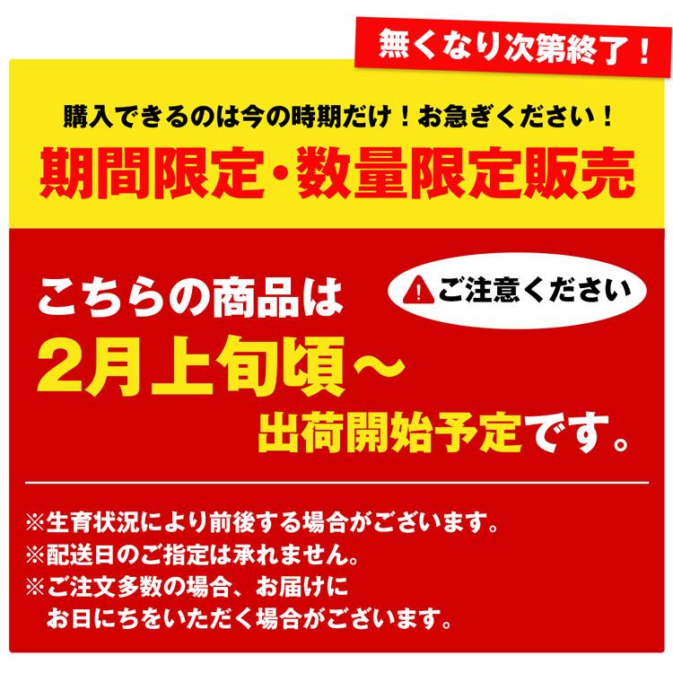 【超得ハイパーSALE】いちご 越後姫 約600g 糖度センサー10.5度以上 約300g×2パック 新潟県産 産地直送 イチゴ 苺 ブランド フルーツ 果物 産直 冷蔵便
