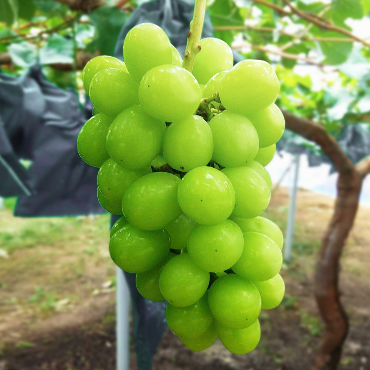 シャインマスカット2房入り1kg【タイムセール】