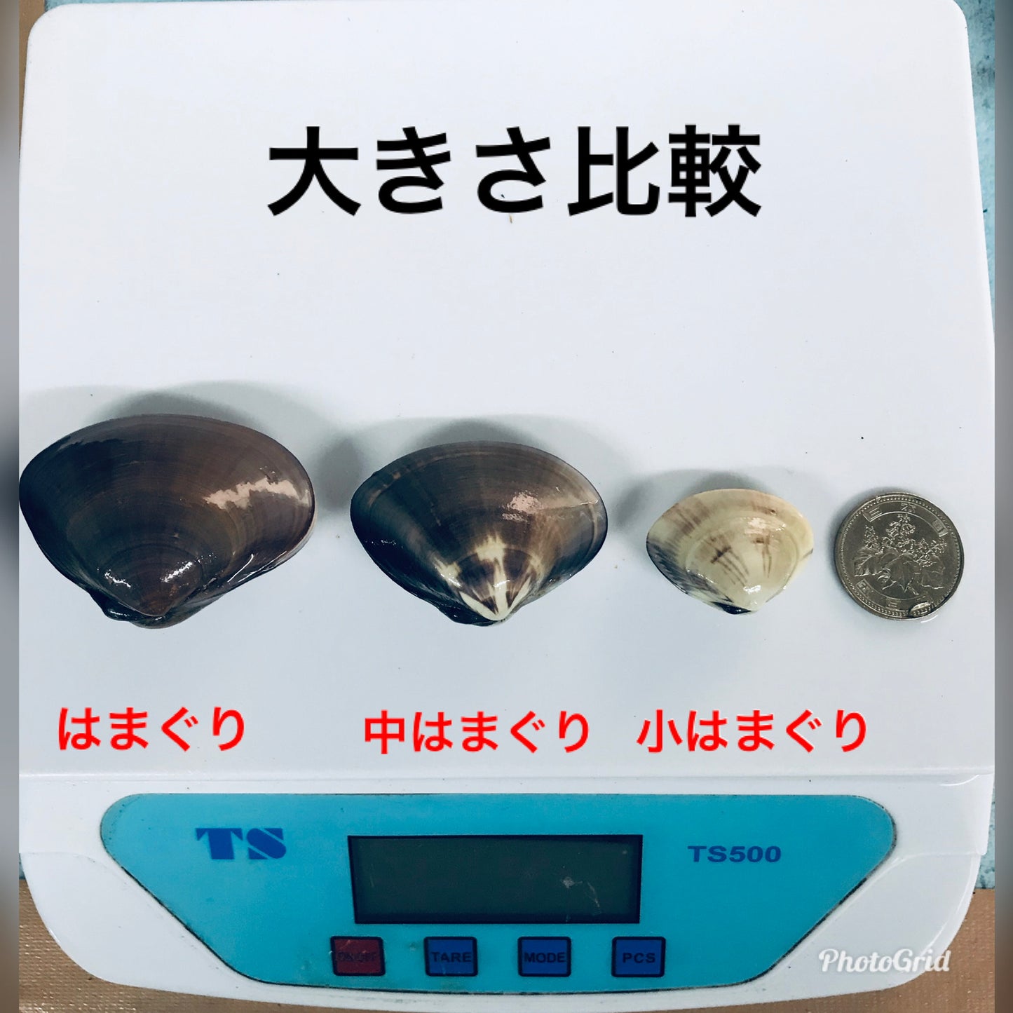 九十九里産 天然活はまぐり 4kg