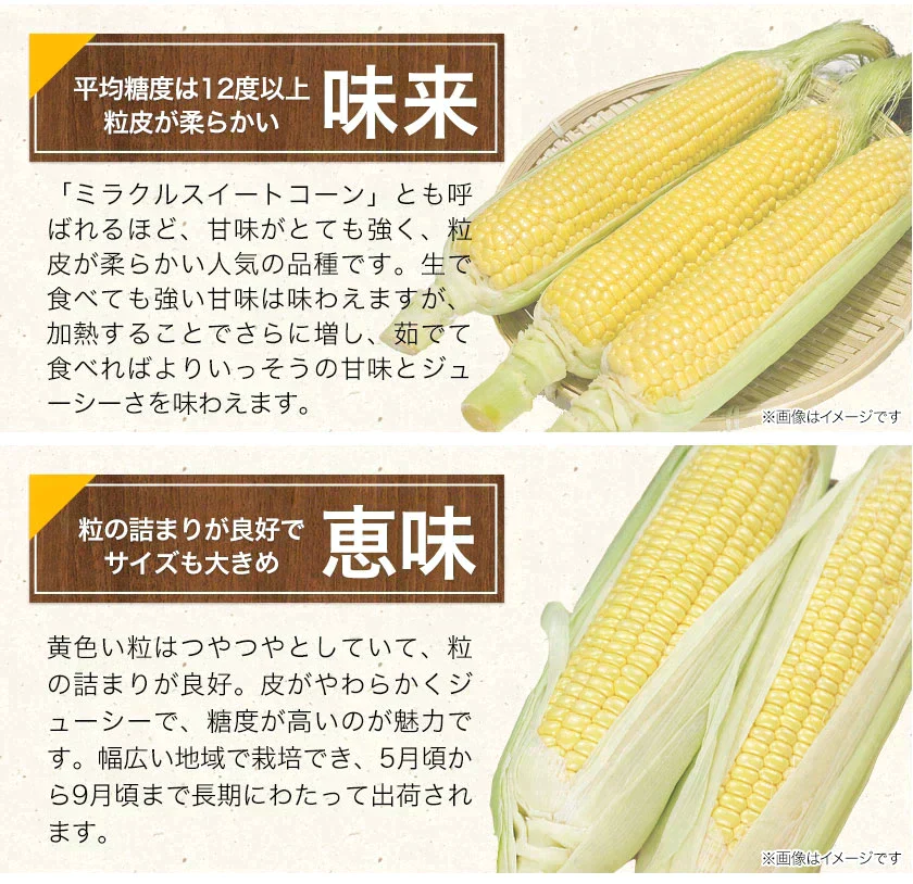スイートコーン とうもろこし ゴールドラッシュ サニーショコラ 味来 恵味 約1.8kg~約2.4kg 7本入り (3L~L サイズ) 朝採り お取り寄せ お取り寄せグルメ日本最速級《7月中旬〜8月上旬頃より発送予定》