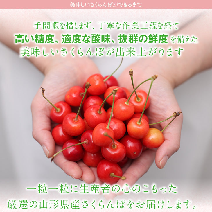 早期予約 さくらんぼ 紅秀峰 ご家庭用 山形県産さくらんぼ(紅秀峰)約1kgバラ詰め