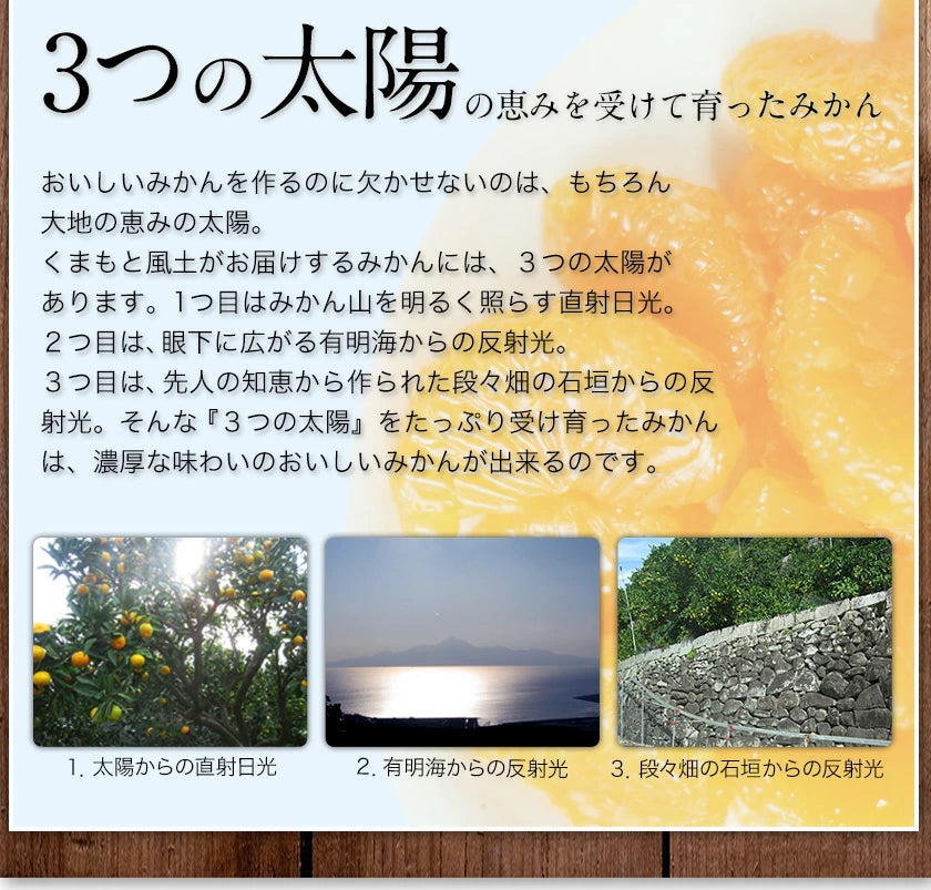 【シェア買いで1,000円OFF!!】大粒 みかん 訳あり 10kg 熊本 送料無料 フルーツ 訳ありみかん 大玉 家庭用 果物 柑橘 箱買い たっぷり10キロ《2月上旬-2月末旬頃より発送予定》