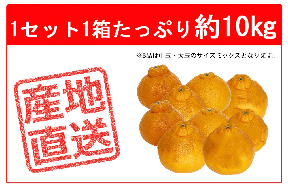 不知火 (デコポン) 訳あり 10kg 送料無料 ご家庭用 箱買い サイズミックス みかん 柑橘 フルーツ 果物 産地直送 愛媛県産 YDF-012
