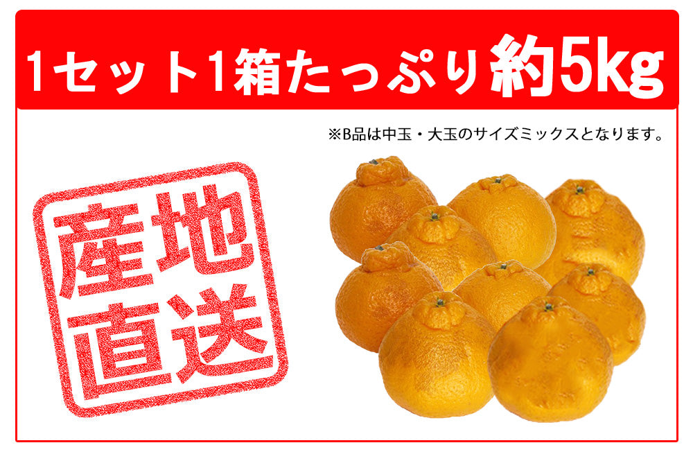 不知火 (デコポン) B品 5kg 果物 産地直送 愛媛県産