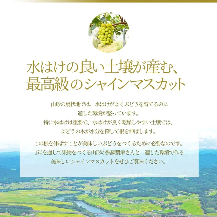 【9月下旬発送】 シャインマスカット 産地直送 2〜3房入り(約1kg前後) 山形県産 お徳用 大粒 訳ありぶどう 山形県から産地直送 種無し 大粒 送料無料 果物
