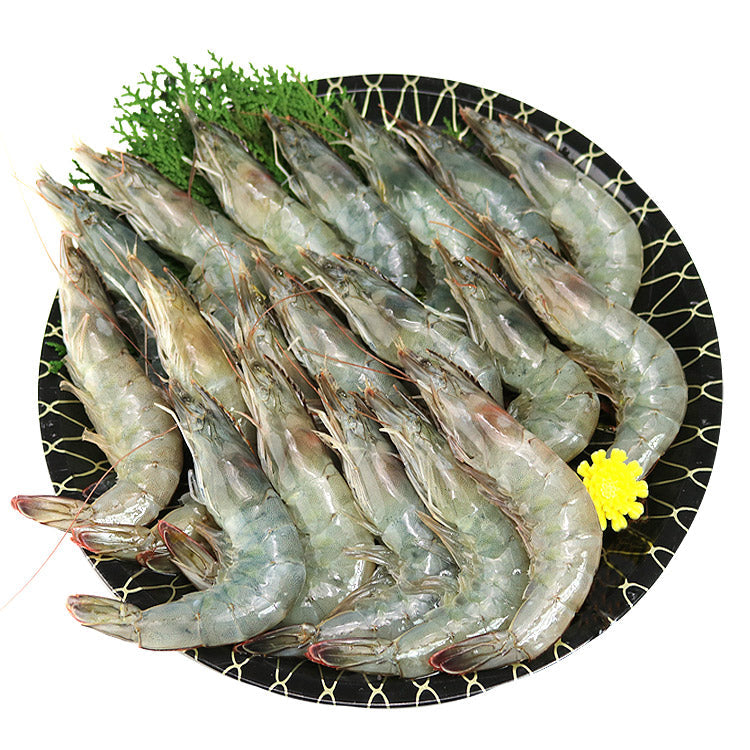 白姫えび500g 冷凍便 送料無料 しらひめ 海老 生食用 刺身 国産 お取り寄せグルメ 食品 ギフト 海鮮