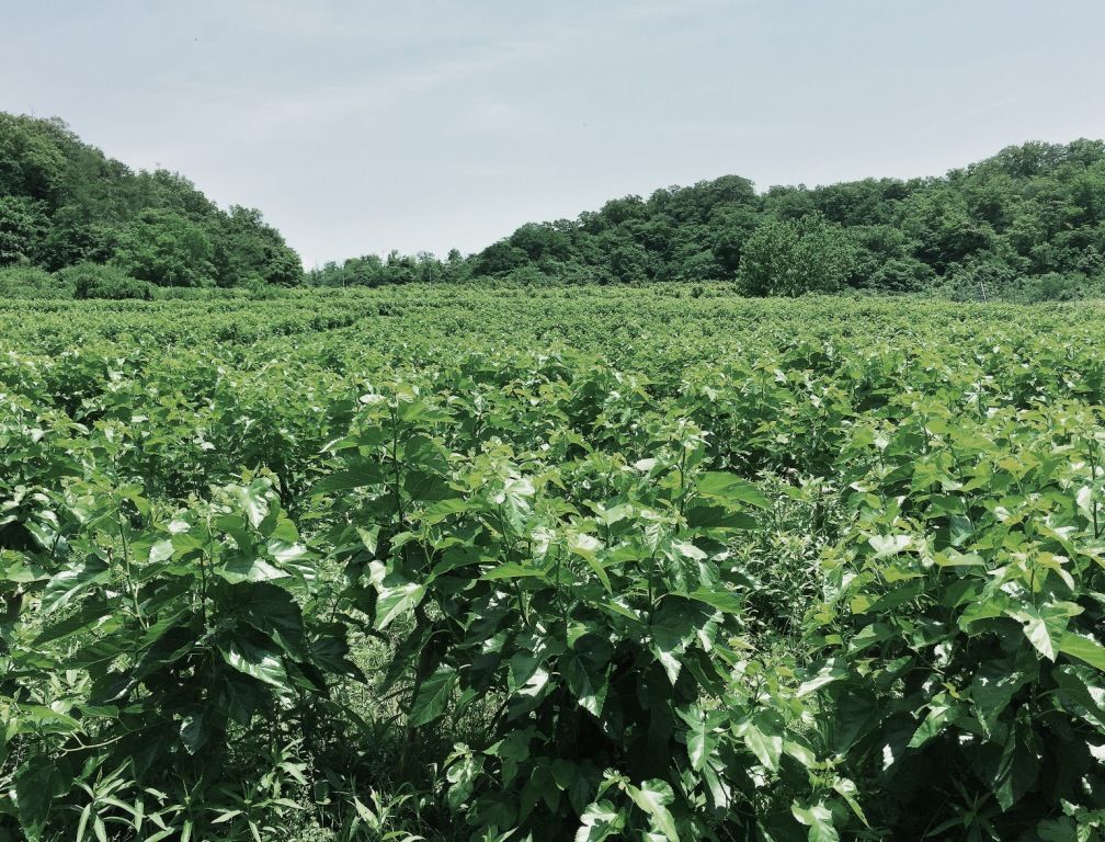 有機桑の葉を使ったマルベリーティー(桑茶・粉末) 100g