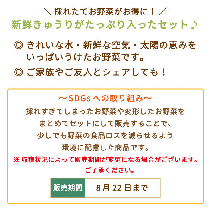 お得用 きゅうり 約5kg (約50本入り) * (クール便)