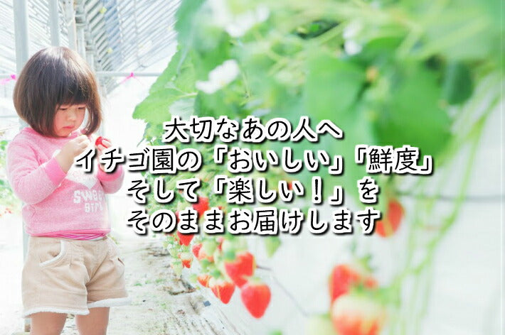 食べ比べ こだわりじっくり育てたイチゴセット