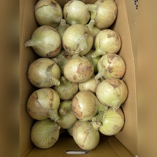 【50人シェア買い企画】淡路島新玉ねぎ5キロ(秀品)
