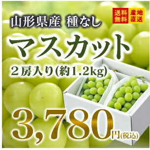 【送料無料★贈り物にもおすすめ】山形県産シャインマスカット2房入り(約1.2kg)≪予約商品≫※一部地域は別途送料追加