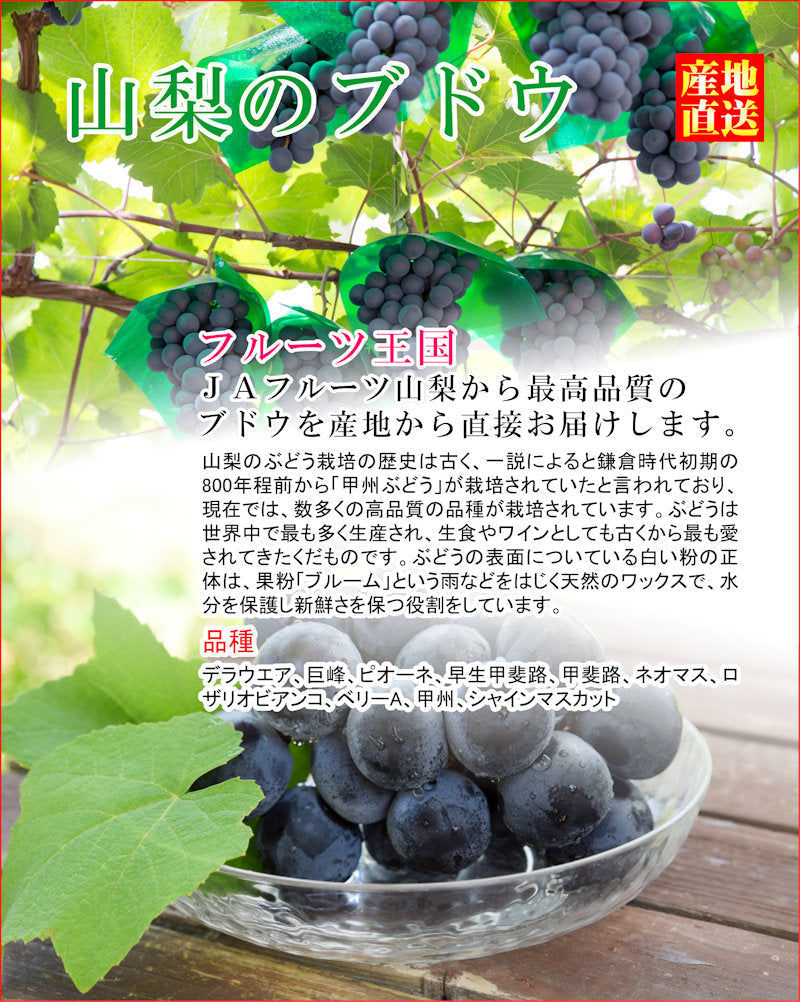 【フルーツ ぶどう ブドウ 送料無料】山梨県 JAフルーツ山梨 組合長推奨 ハウス栽培 キングデラ最高品質 約1kg 5房~6房 化粧箱JAフルーツ山梨から産地直送【果物 贈答品 ギフト】