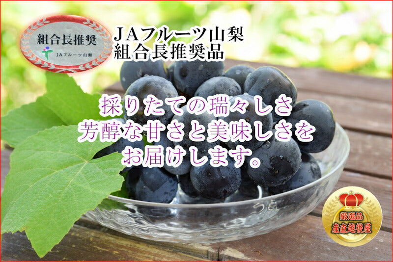 【フルーツ ぶどう ブドウ ハウス栽培】山梨県 JAフルーツ山梨 シャインマスカット 種無しピオーネ各1房 合計2房 約1.2kg ハウス栽培化粧箱入JAフルーツ山梨から産地直送送料無料【果物 贈答品 ギフト】