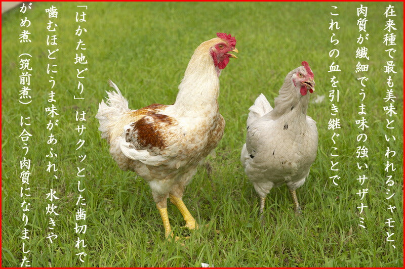 はかた地どりの「かしわめしの素」(2合用x2袋セット)お試しメール便(ポスト投函便でお届け)福岡の老舗ニビシ醤油謹製!ふるさとの味!炊きたてご飯に混ぜるだけ!冷めても美味しい!お弁当にもぴったり!