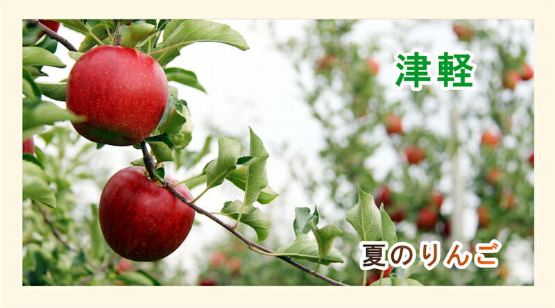 【フルーツ りんご 青森りんご つがる】青森県弘前市 赤石りんご園青森りんご 早生津軽 4.5kg(13玉~20玉)通常品送料無料 クール便【リンゴ 果物 贈答品 ギフト】