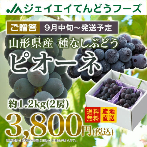 ぶどう 送料無料 秀品 ギフト 山形県産種なしピオーネ2房入り(約1.2kg) ※一部地域は別途送料追加