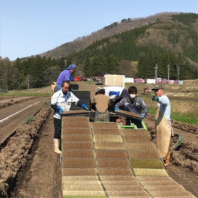 切り餅 特別栽培米 もちひかり使用 長野県産 野沢温泉村産 10kg (20袋) 非常食 野沢の餅 餅 もち 切りもち 切りもち 送料込み