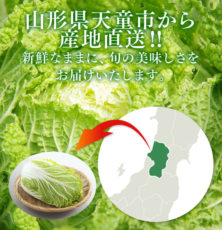 野菜 白菜 約15kg(4〜10個) 山形県天童産 送料無料 ※一部地域は別途送料追加