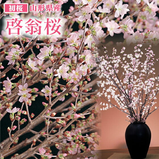 《お部屋で楽しむ桜》【初桜】山形の啓翁桜(約60〜80cm×7〜8本)【送料無料】※一部地域は別途送料