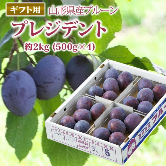 【贈答用】【希少品種】【秀品】山形県産プルーン プレジデント約2kg(500g×4)【送料無料】※九州・沖縄・一部離島を除く