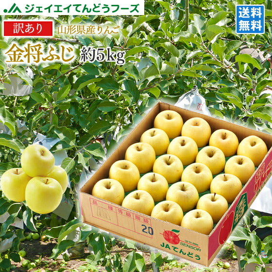 りんご 送料無料 訳あり 山形県産ふじりんご(金将ふじ) 約5kg玉数おまかせ 優品 ※一部地域は別途送料 ご家庭用 黄色ふじ ap30