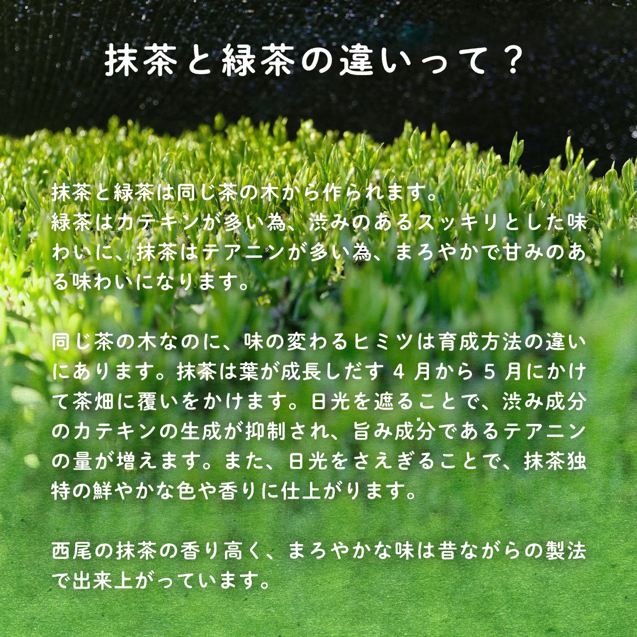 抹茶 粉末 100g 西尾産高級抹茶100%
