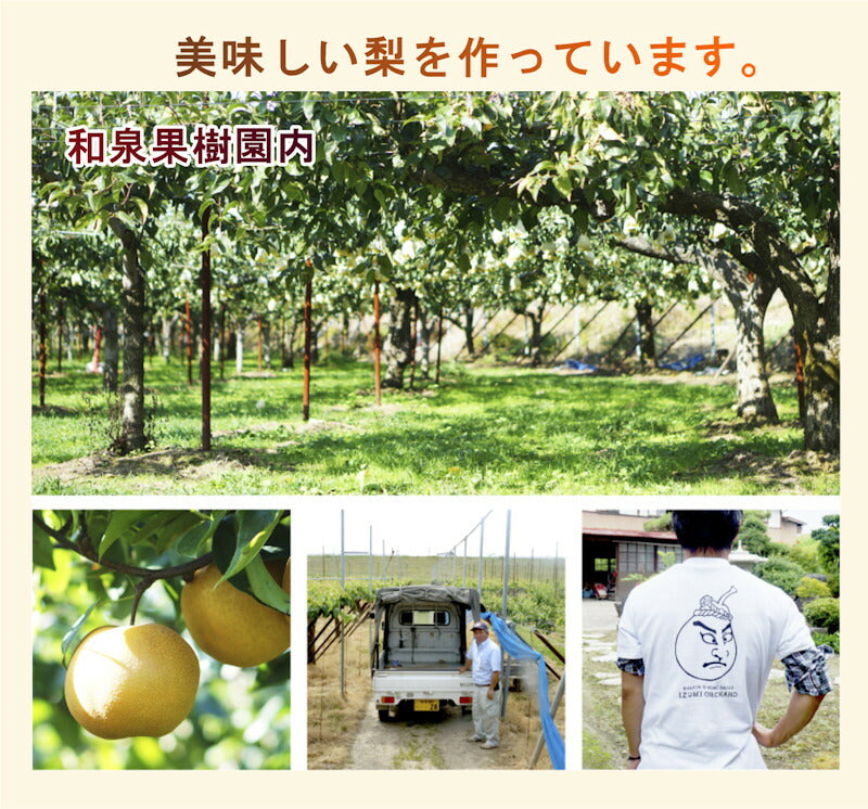 【フルーツ 梨 和梨 豊水 送料無料】新潟県白根 梨栽培農家 和泉果樹園有機質肥料栽培 豊水梨 3kg(5個~7個)家庭用【なし 贈答品 プレゼント】