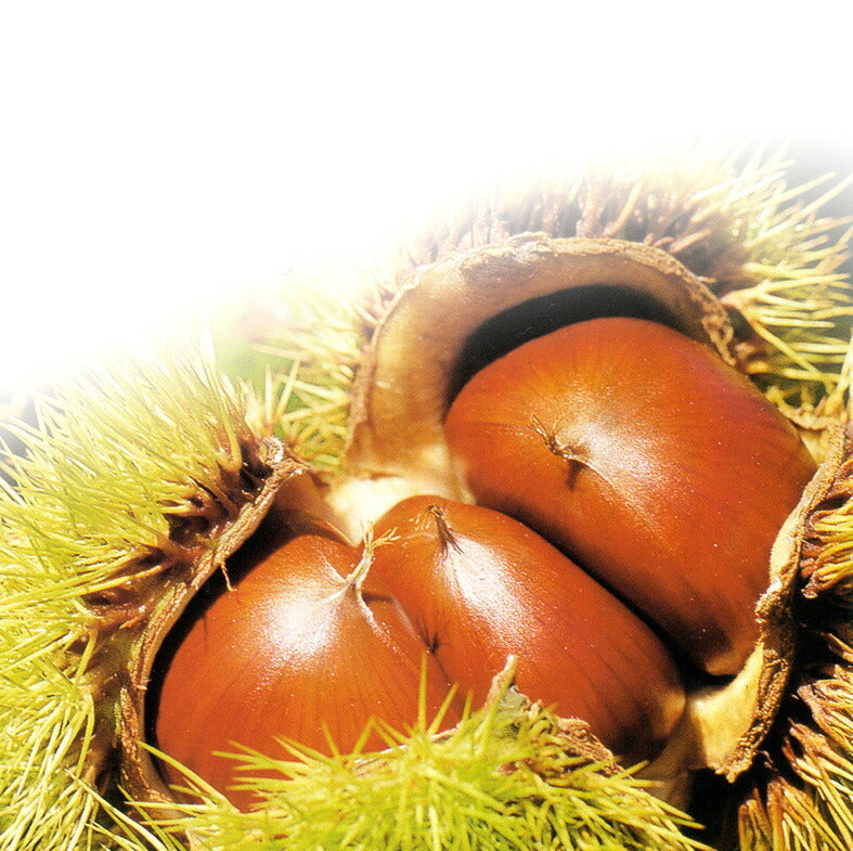 ★非掲載★栗庵風味堂 老舗のこだわり 小布施 信州銘菓 栗かの子・緑茶詰合せ K-A