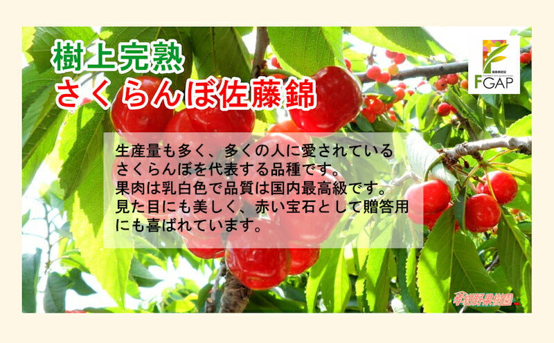 【フルーツ 福島県 さくらんぼ 佐藤錦】福島県飯坂町 紺野観光果樹園樹上完熟さくらんぼ 佐藤錦手詰め L サイズ 1kg 専用箱入10個限定販売 送料無料【果物 贈答品 ギフト プレゼント】