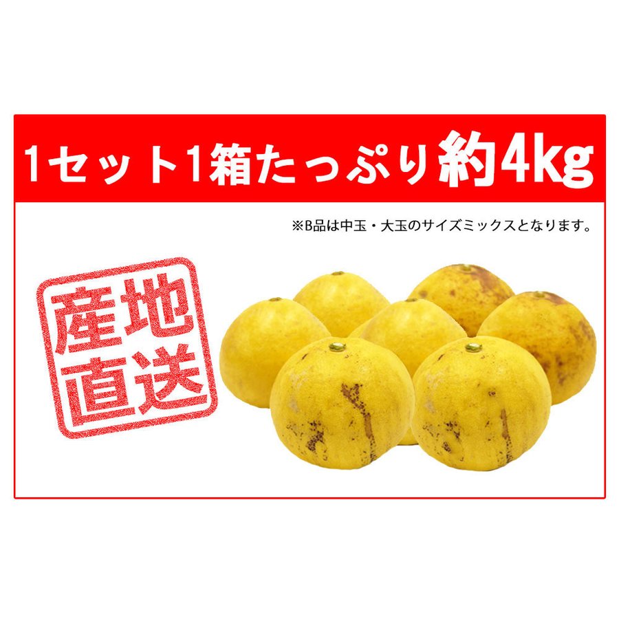 土佐文旦 B品 4kg 果物 産地直送 愛媛県産