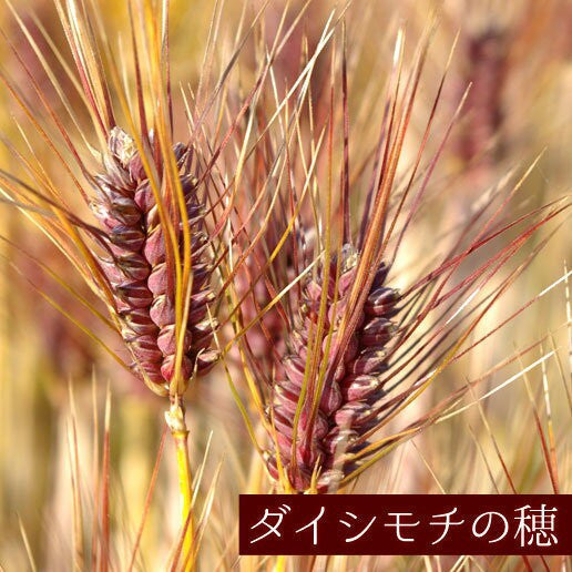 【限定クーポンで20%OFF】900g (450g×2) 国産もち麦 送料無料