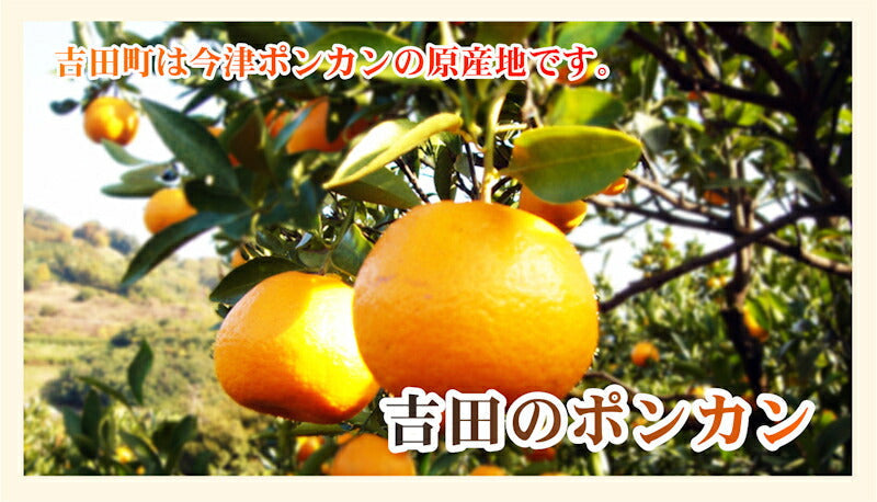 【フルーツ みかん ポンカン】愛媛県宇和島市 吉田町吉田みかん農家 土山みずき樹上完熟ポンカン 家庭用5kgみかん農家から産地直送送料無料【果物 贈答品 ギフト】