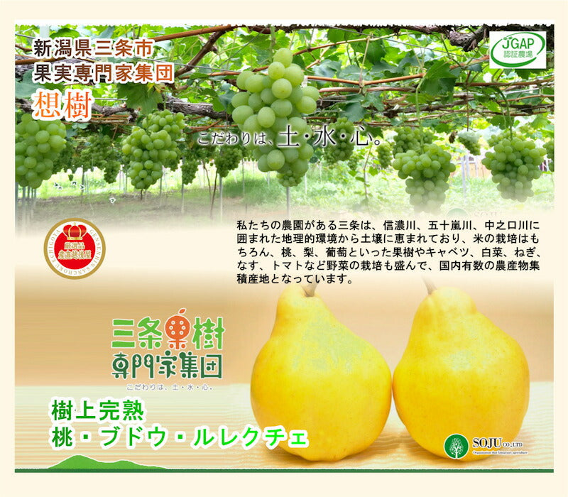 【ブドウ シャインマスカット 送料無料】新潟県 三条果実専門家集団 想樹樹上完熟 シャインマスカット 1房(500g~700g)【お取り寄せ フルーツ 果実 贈答品 ギフト】