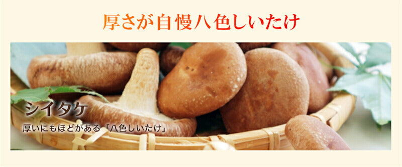 【送料込み】しいたけ 八色しいたけ 南魚沼 JAみなみ魚沼農協南魚沼産 八色しいたけ 1kg箱入