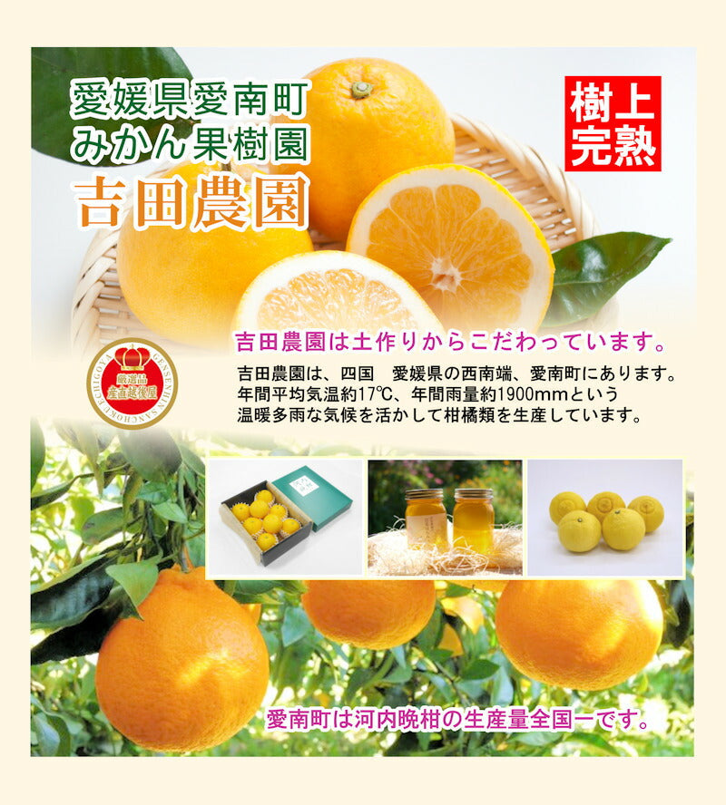 【フルーツ みかん 清見オレンジ】愛媛県 愛南町 みかん果樹園 吉田農園樹上完熟栽培 吉田の清見オレンジ 10kg通常品 採りたてを農園から産地直送送料無料【ミカン 果実 ギフト 贈答品】
