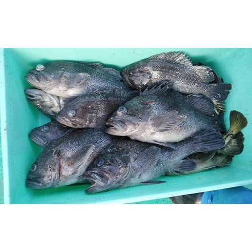 北海道噴火湾産 真ゾイ 2尾