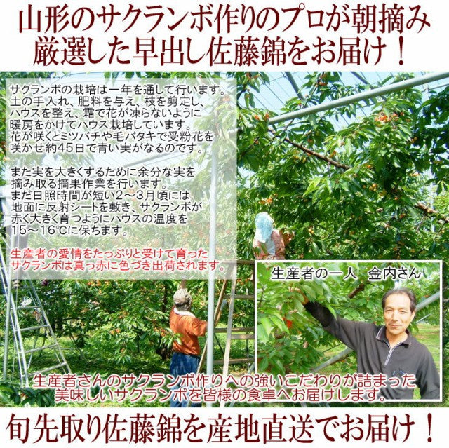 生産量わずか2%!!温室栽培さくらんぼ佐藤錦/秀品Lサイズ24粒/生カーネーション&カード付/ha