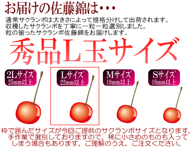 生産量わずか2%!!温室栽培さくらんぼ佐藤錦/秀品Lサイズ24粒/生カーネーション&カード付/ha