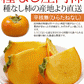 【特別セール価格】10kg(5kg×2箱) 山形産たねなし庄内柿訳あり バラ詰め