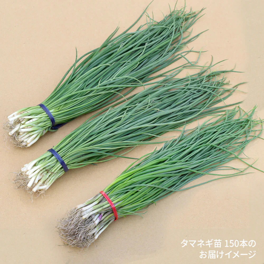玉ねぎ苗 玉葱苗お試しセット 3種150本