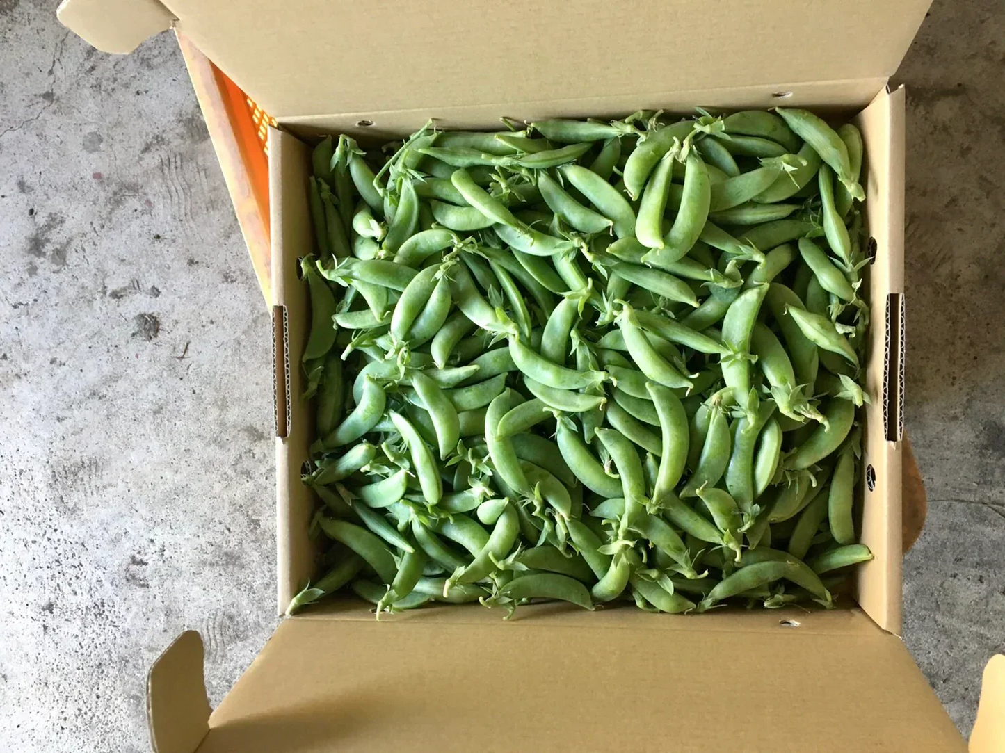 【鹿児島産】甘塩スナップエンドウ箱込み2キロ^_^