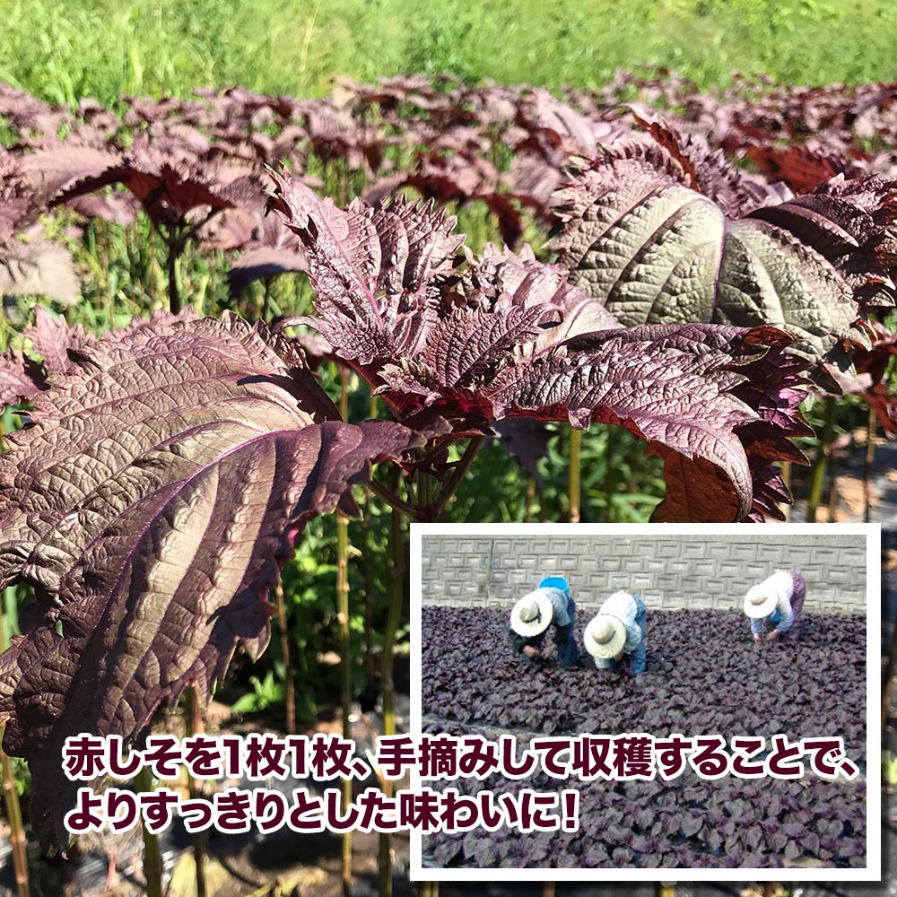 とうやの 赤しそジュース 6本入り しそジュース 紫蘇ジュース シソジュース 希釈タイプ 3倍～4倍 北海道産【送料込み】