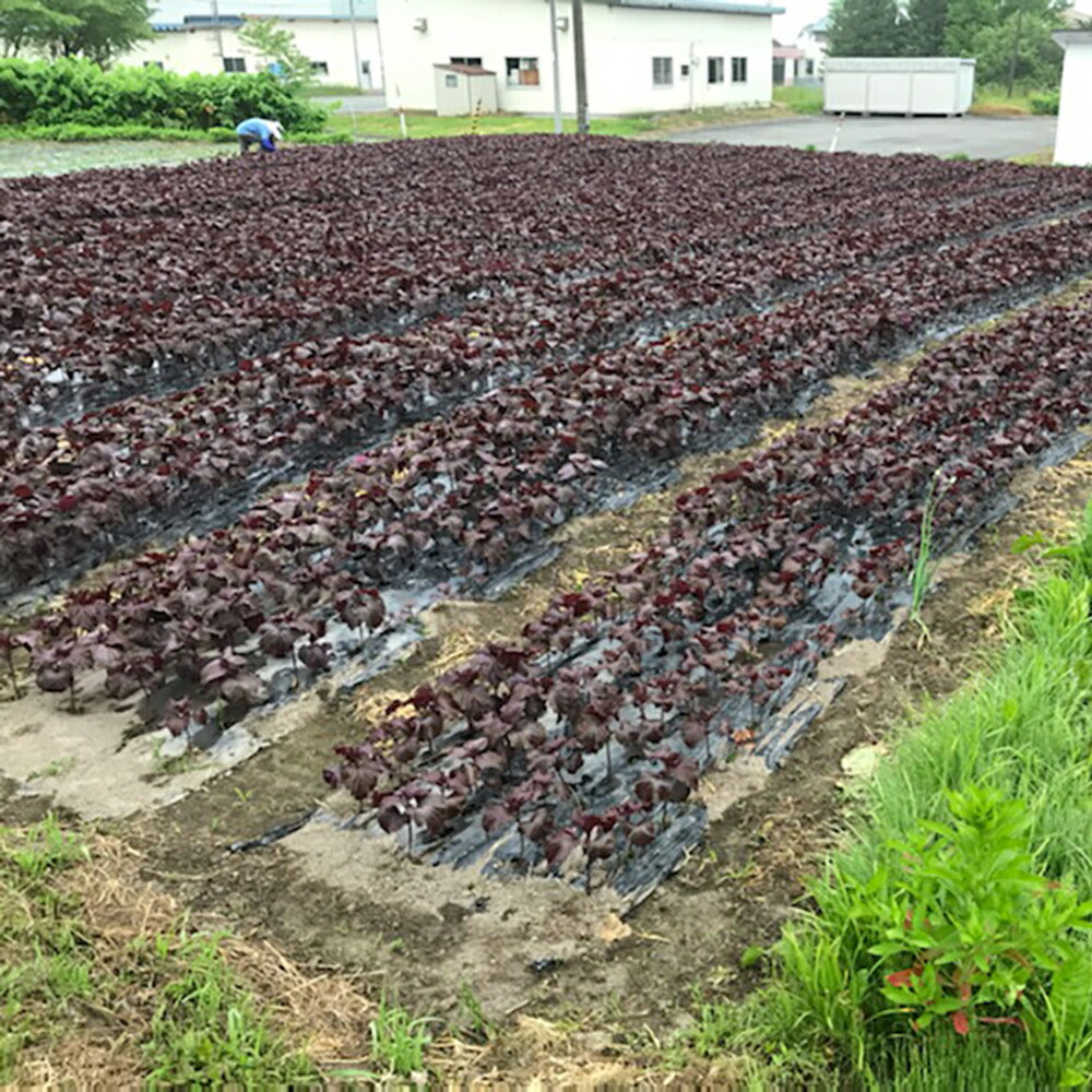 とうやの 赤しそジュース 12本入り しそジュース 紫蘇ジュース シソジュース 希釈タイプ 3倍～4倍 北海道産【送料込み】