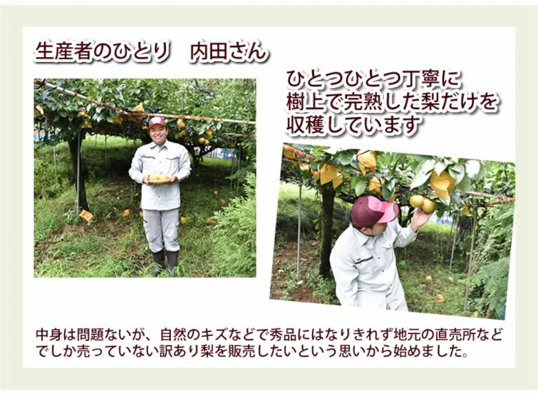 【7月下旬～8月上旬頃より順次出荷】幸水 梨 送料無料 クール便 訳あり 5kg 箱込 (内容量4kg+補償500g) お取り寄せ 熊本県産 ナシ 和梨